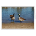 canadas cards by kathiscc canadas cards