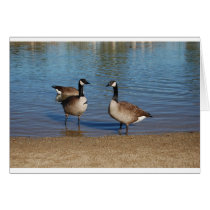 canadas cards