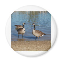 canadas magnets by kathiscc canadas magnets