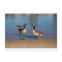 canadas postcards by kathiscc canadas postcards