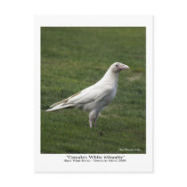"Canada's White Minority" Raven Post card postcards by HANDPRINTS "Canada's White Minority" Raven Post card postcards