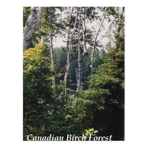 Canadian Birch Forest Postcard Zazzle
