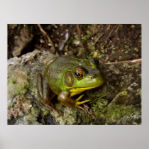 Canadian Bullfrog Posters