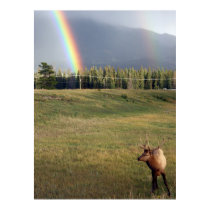 Canadian Elk & Rainbow posters