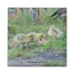 Canadian Geese Babies Nature Photo Magnet