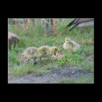 Canadian Geese Babies Nature Photo Postcard
