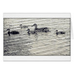 Canadian Geese Greeting Cards