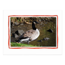 Canadian Geese Christmas Postcard