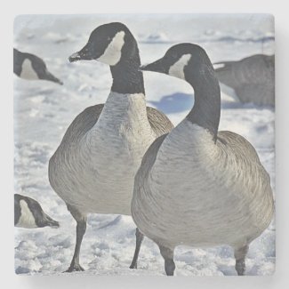 Canadian Geese Coasters - Customize It! Stone Coaster