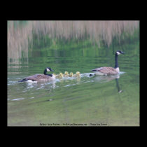 Canadian Geese Family Nature Photo Poster posters