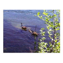 Canadian Geese Family Post Card