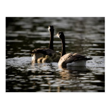 Canadian Geese family Post Card
