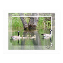 Canadian Geese Family Postcard