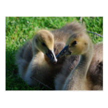 Canadian Geese Goslings Postcard