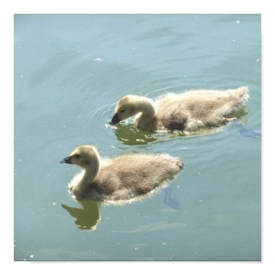 Goslings Swimming Posters swimming quotes for posters. Goslings Swimming Posters
