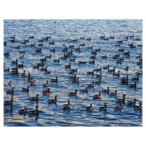 Canadian geese, Gravesend Bay, New York, U.S.A. Flyers