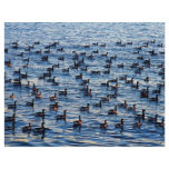 Canadian geese, Gravesend Bay, New York, U.S.A. flyers