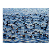 Canadian geese, Gravesend Bay, New York, U.S.A. Post Cards