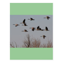 Canadian Geese in Flight II Post Cards