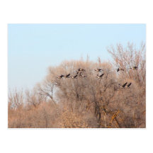 Canadian Geese in Flight Post Cards