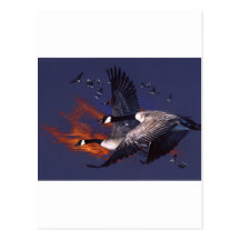 Canadian Geese In Flight Postcard