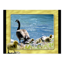 Canadian Geese (Mom and Babes) Postcard 2