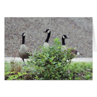 Canadian Geese Nature Photo Greeting Or Note Card card