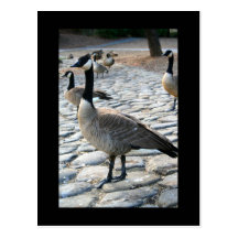 Canadian Geese Near The Lake Postcard