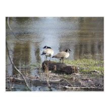 Canadian Geese on a Log Post Cards