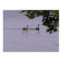 Canadian Geese on ElDorado Lake posters