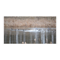 Canadian Geese Photocard Photo Card