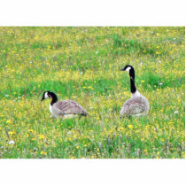 Canadian Geese photo sculptures by lifesphere Canadian Geese photo sculptures