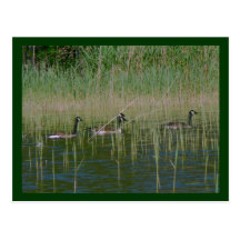 Canadian Geese Post Card