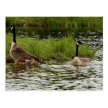 Canadian Geese Post Card