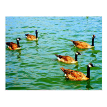 Canadian Geese Post Card