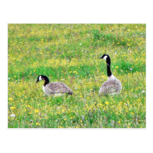 Canadian Geese Post Cards
