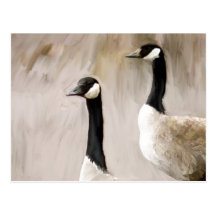 Canadian Geese Post Cards