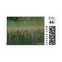 Canadian Geese postage