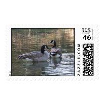 Canadian Geese Postage stamps