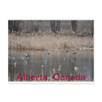 Canadian Geese Postcard Horizontal