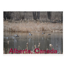 Canadian Geese Postcard Horizontal