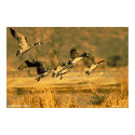 Canadian Geese posters by gwester Canadian Geese posters