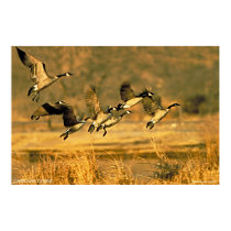Canadian Geese posters by gwester Canadian Geese posters