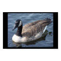 Canadian Geese posters