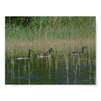 Canadian Geese posters