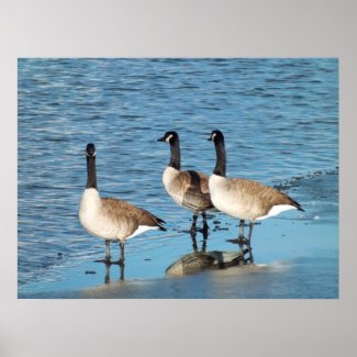 Canadian Geese print