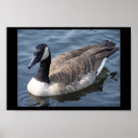 Canadian Geese Poster