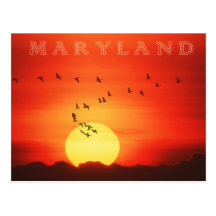 Canadian Geese silhouetted against fiery sunrise Post Cards