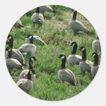 Canadian geese stickers