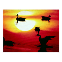 Canadian geese sunset post cards